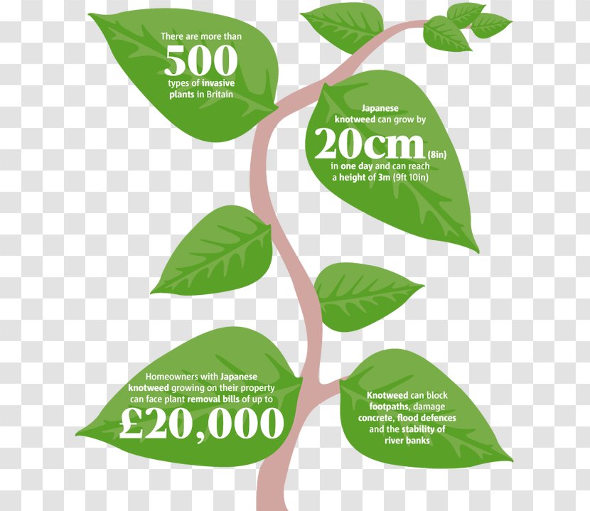 Invasive Species Fallopia Japonica Himalayan Balsam Plant Evolution - Parts Of Plants Transparent PNG