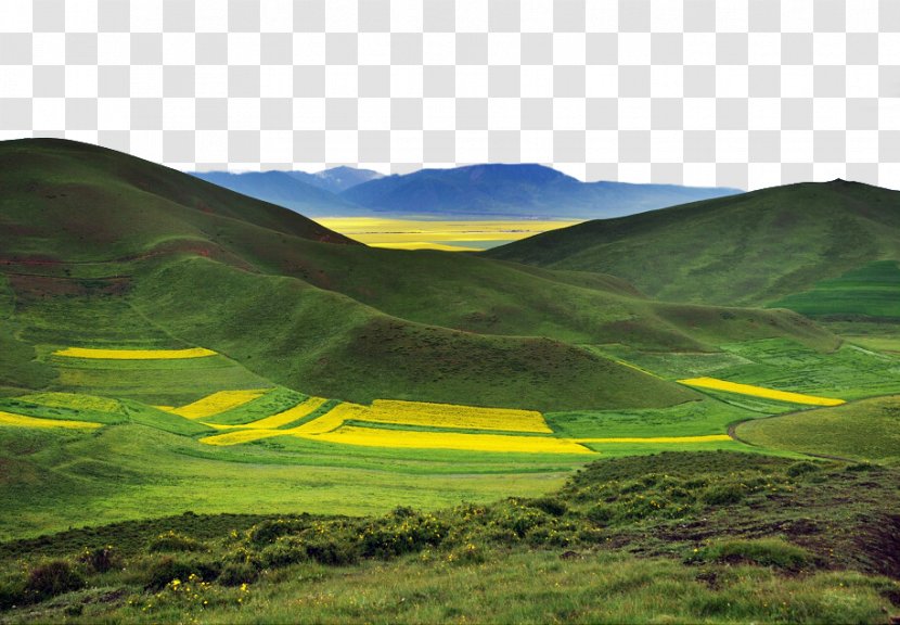 Flores Sea High-definition Television - Hill Station - Qinghai Canola Flower HD Landscape Plan Transparent PNG