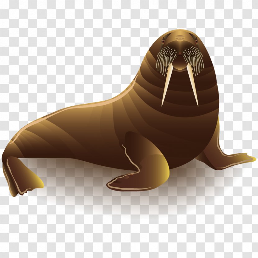 Sea Lion Walrus - Seals - Vector Animal Lions Transparent PNG