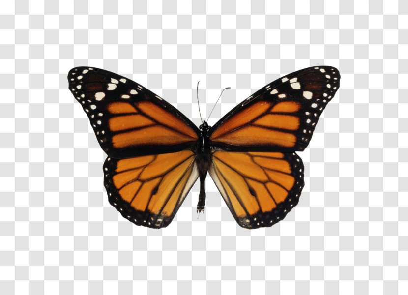 Monarch Butterfly Migration Clip Art - Animal Coloration Transparent PNG