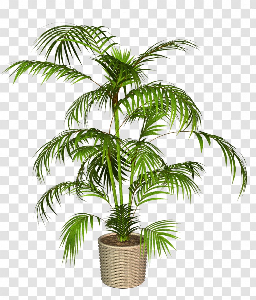 Babassu Asian Palmyra Palm Trees Plants - Houseplant Transparent PNG