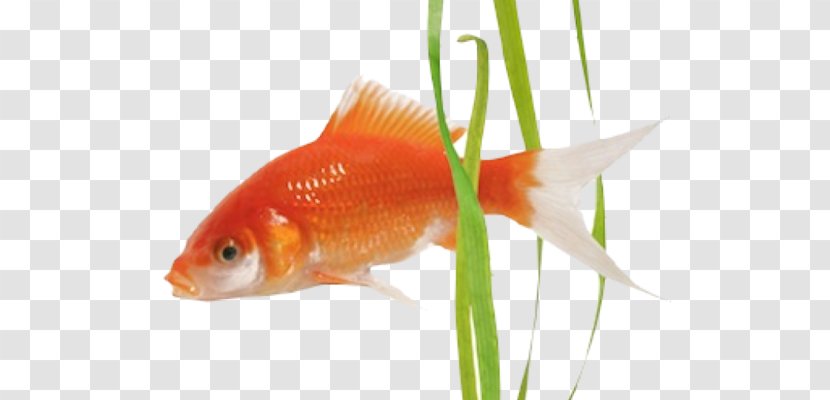 Goldfish Feeder Fish Freshwater Aquarium Fin - Tail - Aquarelle Bretagne Transparent PNG