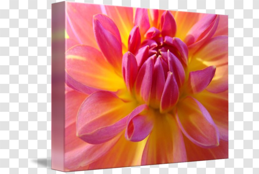 Flower Dahlia Floral Design Plant Petal - Imagekind - Botanical Flowers Transparent PNG