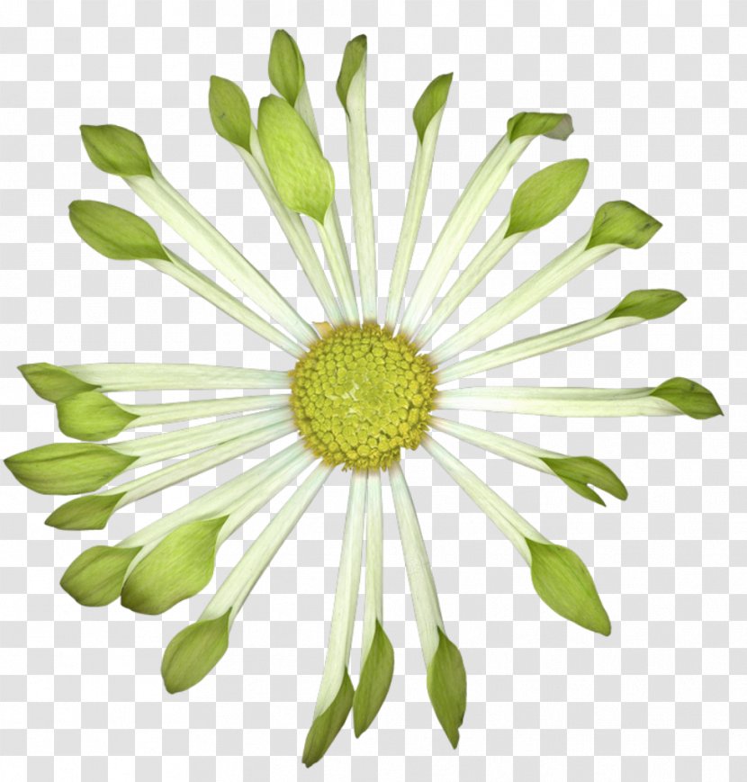 Common Daisy Chocolate Cake Flower Oxeye - Dip Dye Transparent PNG