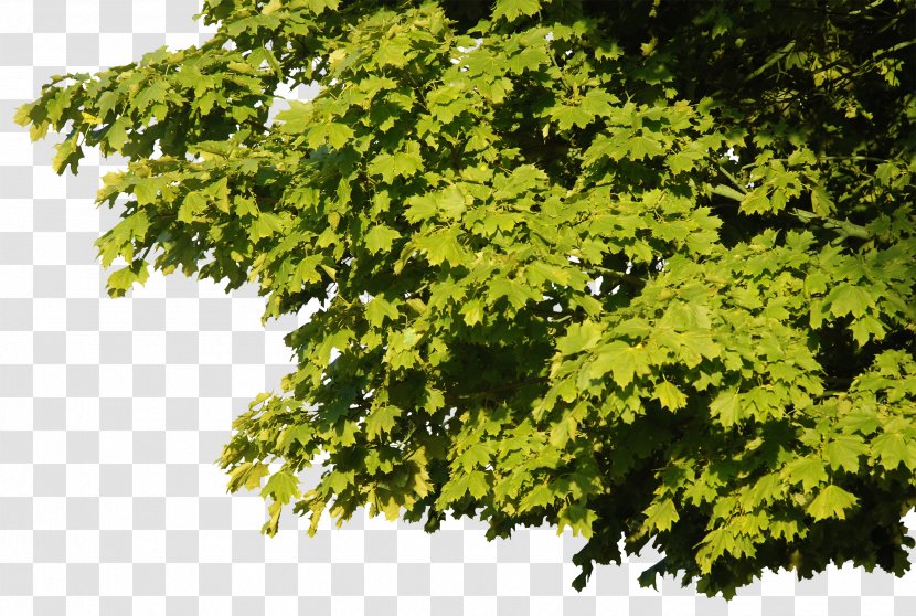 Tree Cinemagraph - Green Leaves Transparent PNG