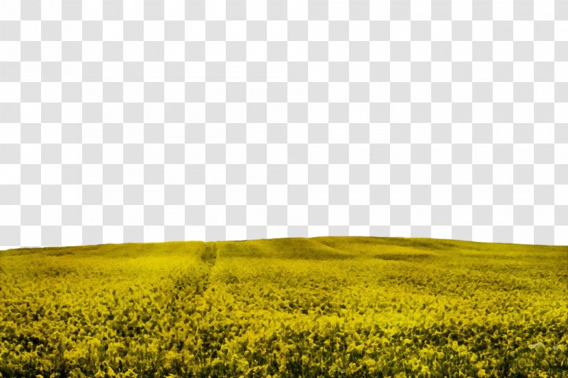 Rapeseed Field Canola Nature Yellow - Mustard Plant - Natural Landscape Transparent PNG