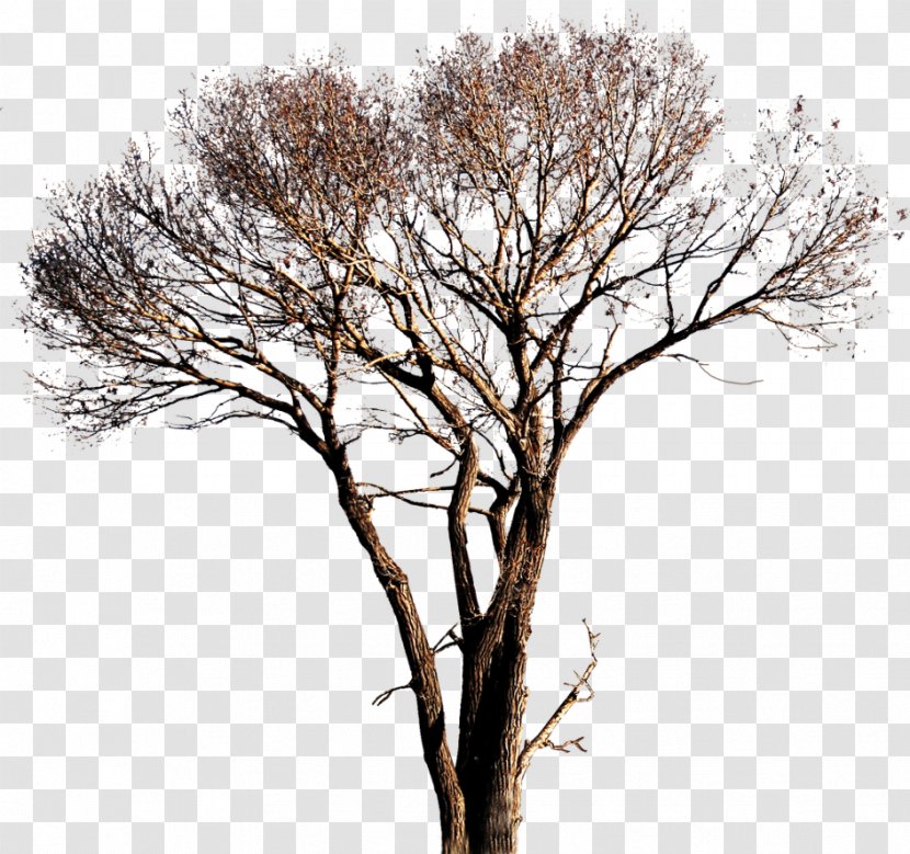 Tree White Poplar - Branch Transparent PNG