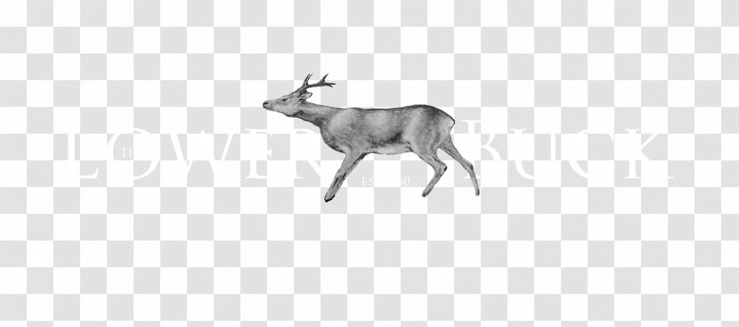 Springbok Impala Reindeer Dog Gazelle Transparent PNG