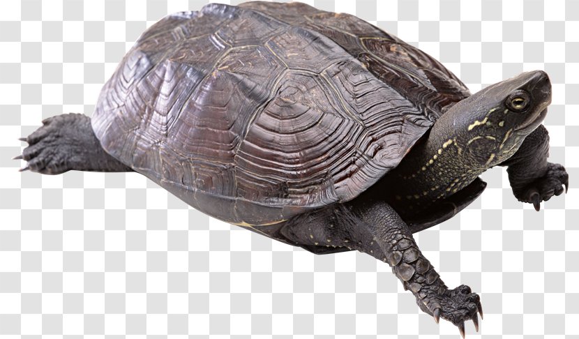 Turtle Shell Sea - Tortoise - Turtles Transparent PNG