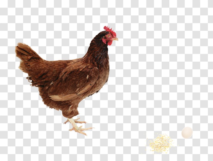 Rhode Island Red Broiler Poultry Farming Farm Animals: Chickens - Livestock - GALLOS Transparent PNG