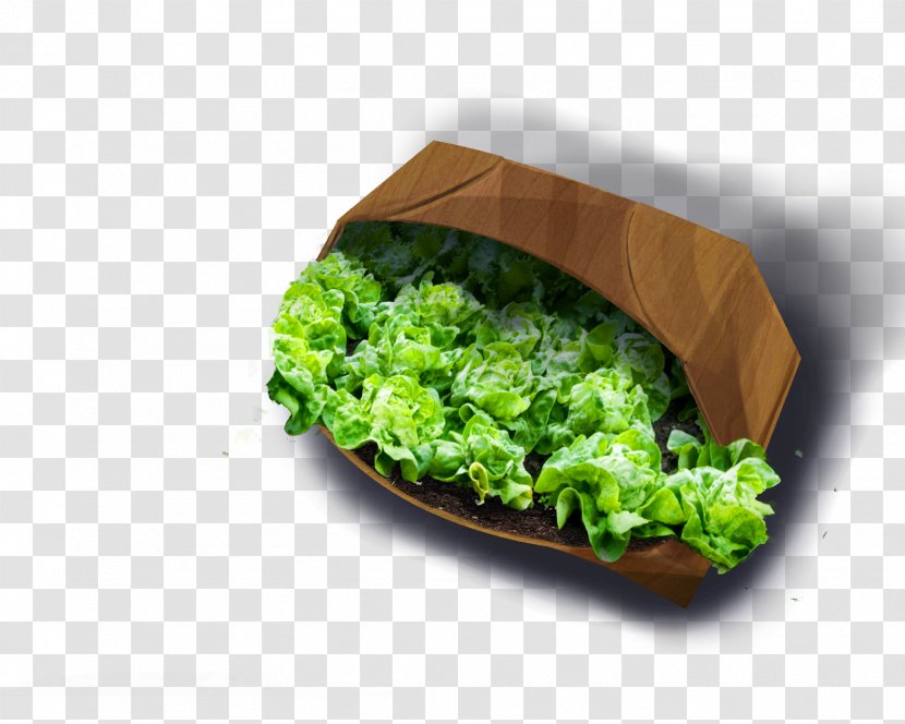 Romaine Lettuce Vegetarian Cuisine Broccoli Food - Dish Transparent PNG
