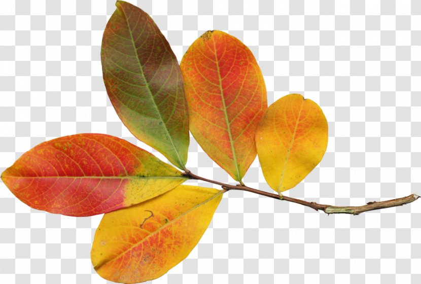 Autumn Leaf Polyvore Transparent PNG