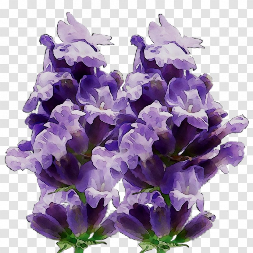 English Lavender Cut Flowers Hyacinth - Violet - Flower Transparent PNG