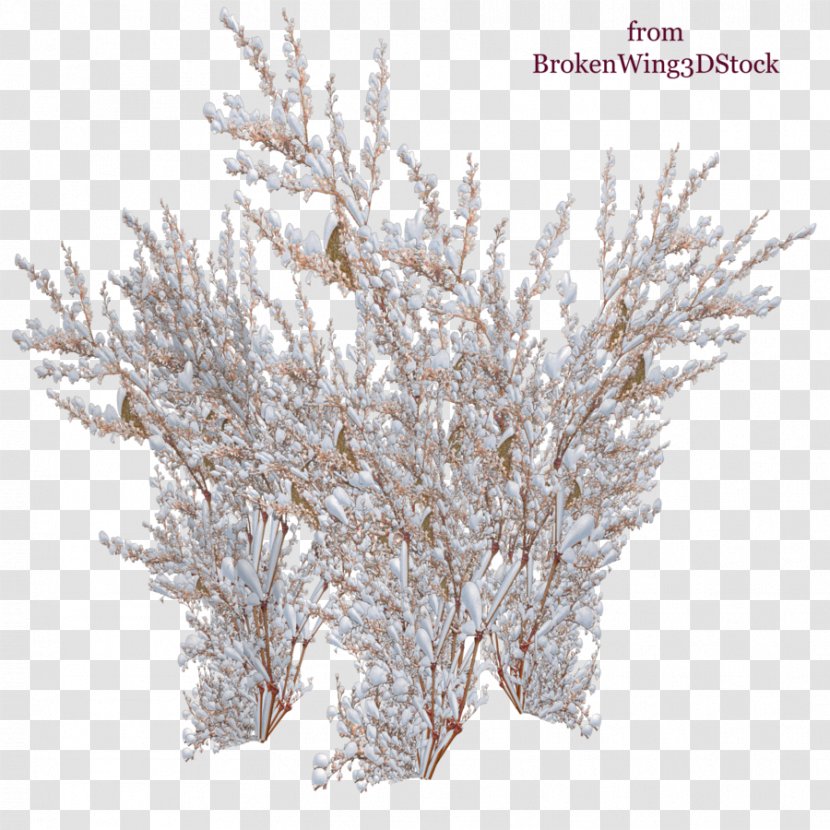 Panicled Hydrangea Shrub Snow Rose - Tree Transparent PNG