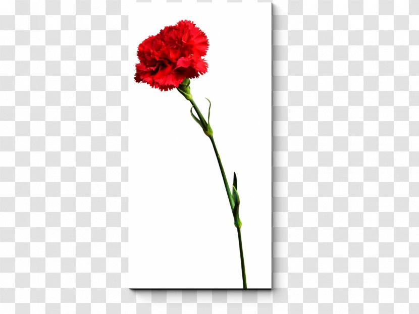 Carnation Floral Design Cut Flowers Rose Family Plant Stem - Flora Transparent PNG