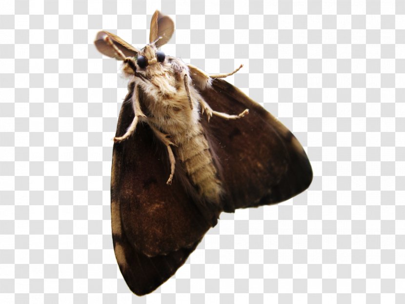 Death's-head Hawkmoth Insect Rendering - Eacles Imperialis - Buffalo Wings Transparent PNG