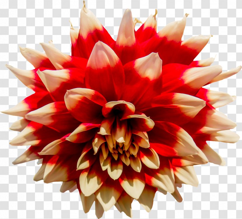 Cut Flowers Red Dahlia Japanese Anemone Daisy Family - Flower Transparent PNG