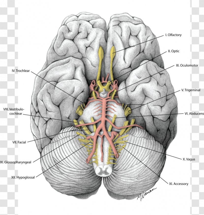 Brain Cranial Nerves Gray's Anatomy - Flower Transparent PNG