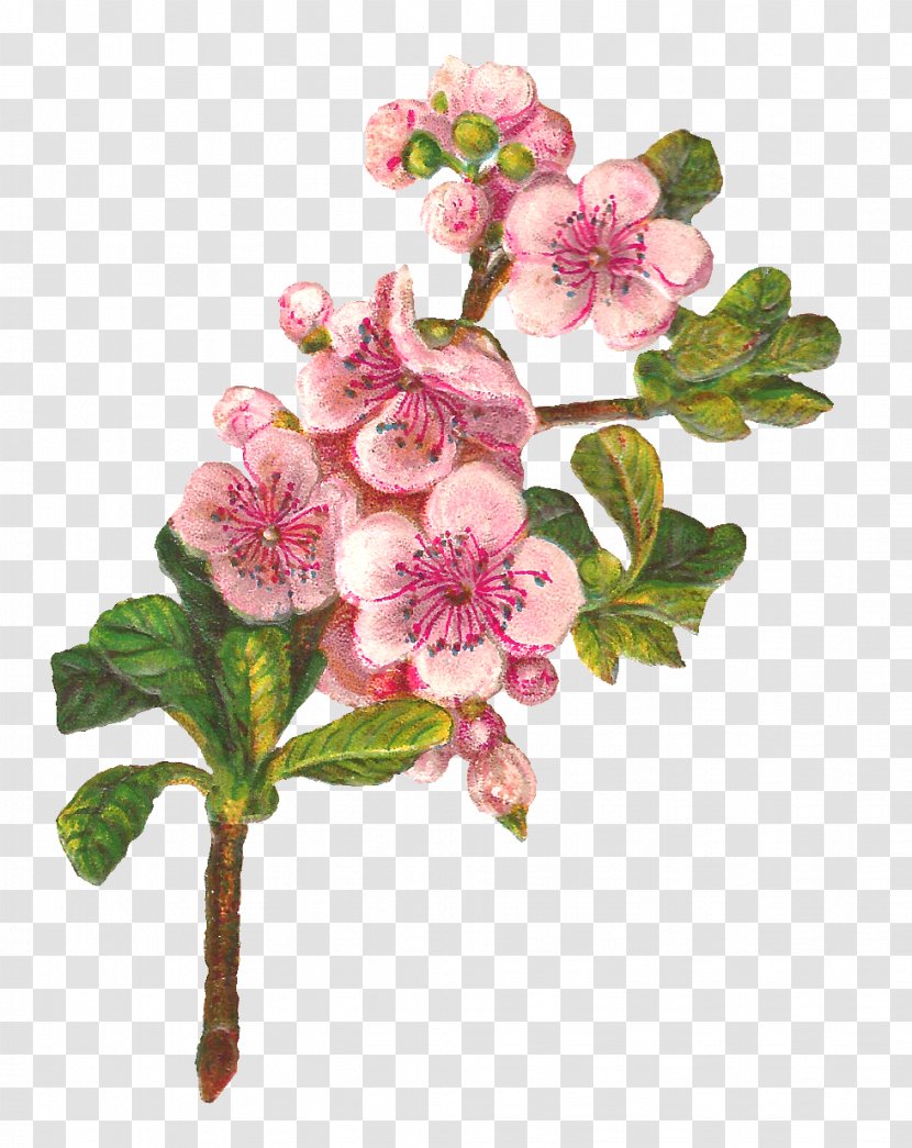 Flower Botany Apple Art Clip - Pink - Peach Transparent PNG