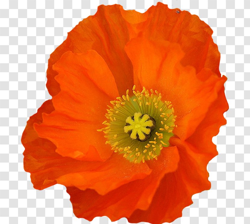 California Poppy Flower Clip Art - Flowering Plant Transparent PNG