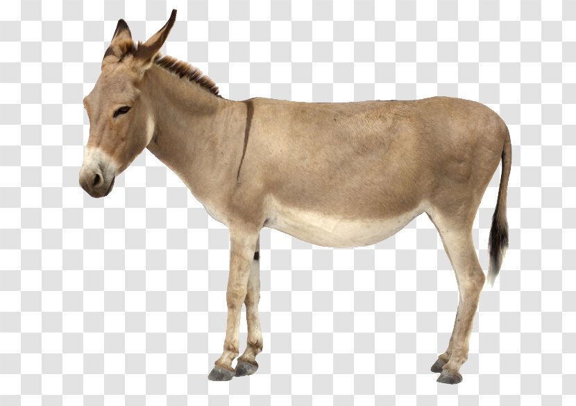 Hinny Mule Wallpaper - Donkey Transparent PNG