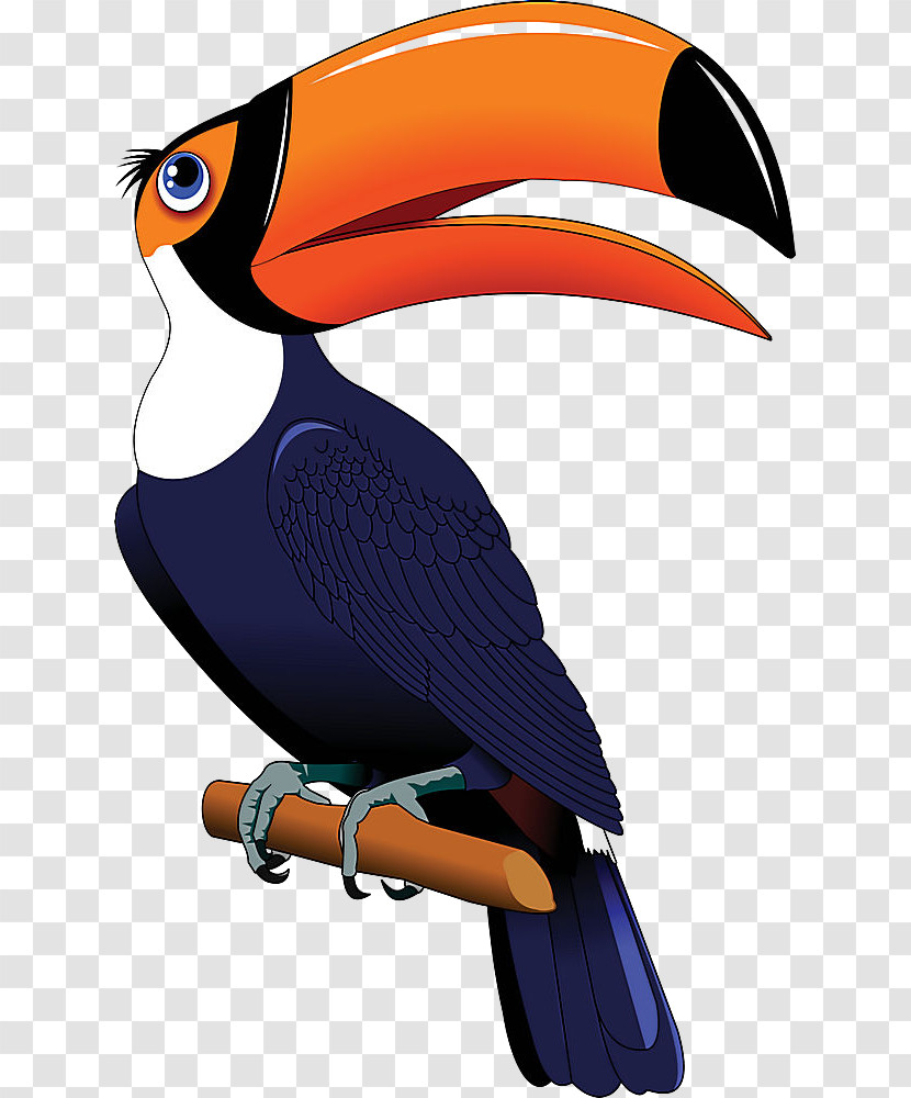 Bird Toucan Beak Hornbill Piciformes Transparent PNG