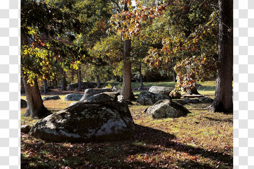 Tree Landscape State Park Meter - Woodland Transparent PNG