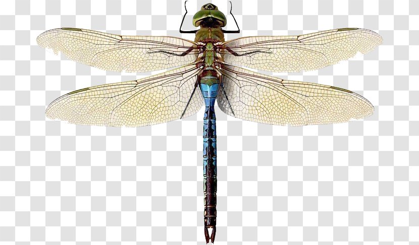 Insect Green Darner Damselfly Hairy Dragonfly Migrant Hawker Transparent PNG