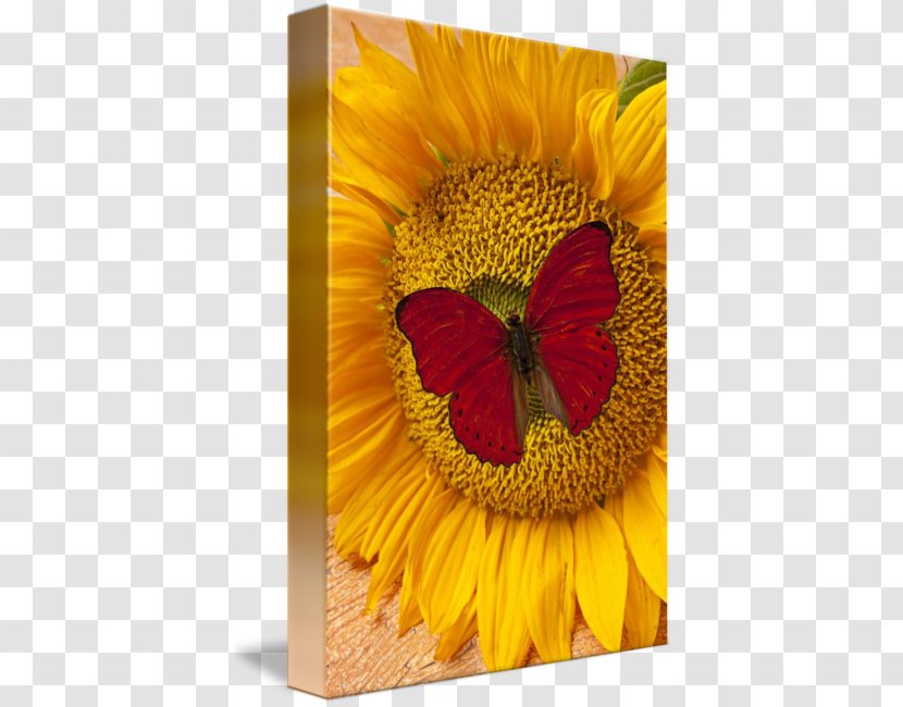 Butterfly Common Sunflower Insect Yellow - Red Transparent PNG