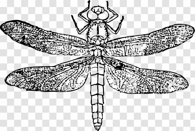Clip Art - Monochrome Photography - Handpainted Dragonfly Transparent PNG