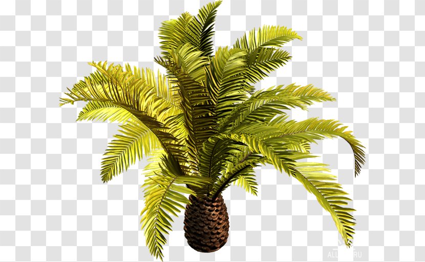 Babassu Coconut Date Palm Clip Art Tree Transparent PNG