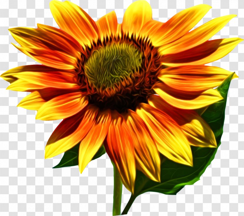 Clip Art Common Sunflower Image Openclipart - Plant - Leaf Transparent PNG