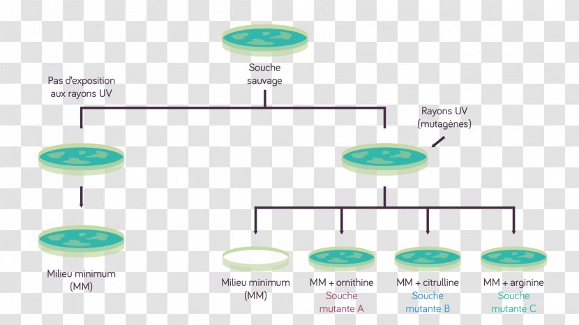 Diagram Line - Text - Design Transparent PNG