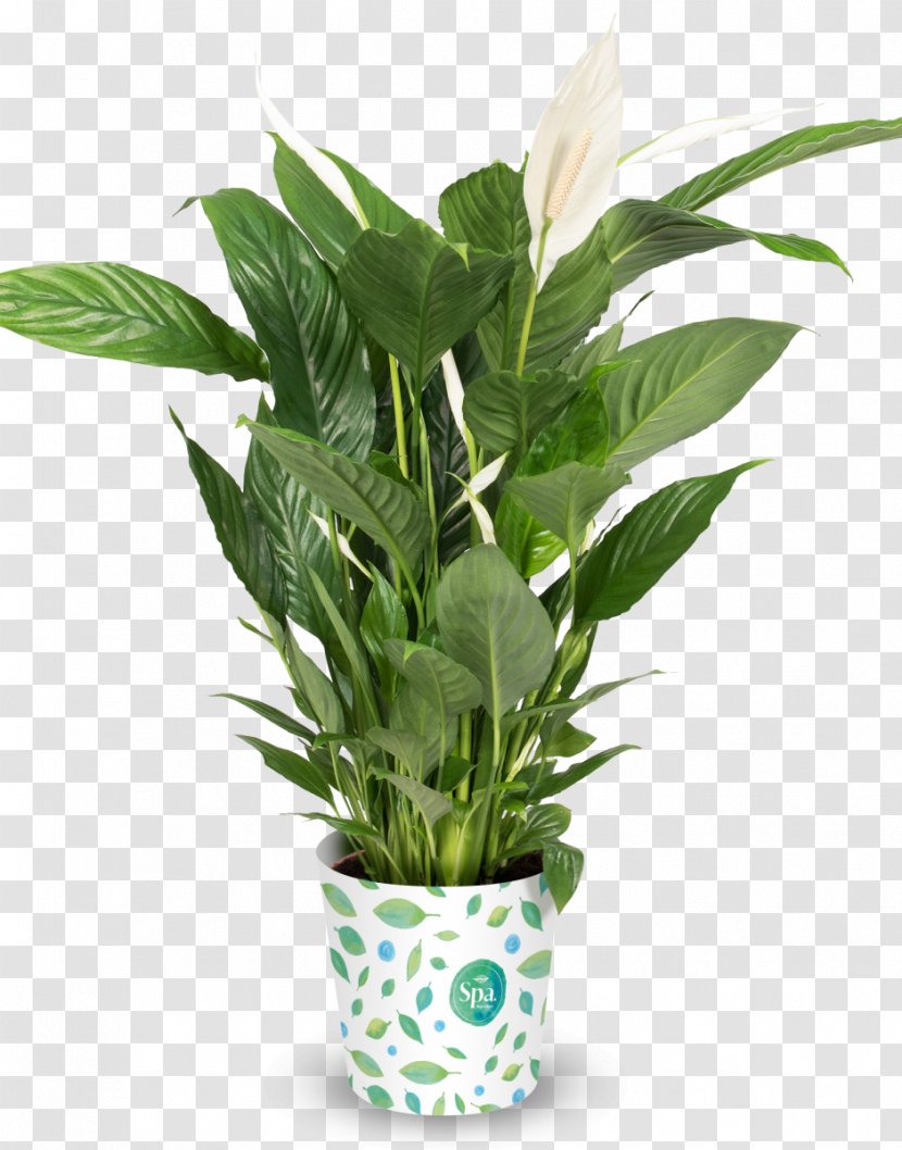 Flowerpot Peace Lily Houseplant Strelitzia Reginae - Flower - Spa Products Transparent PNG