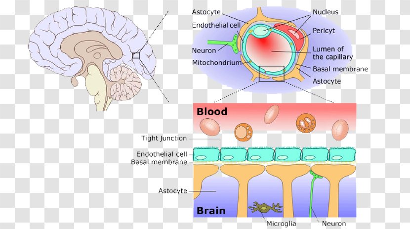Blood–brain Barrier Meninges Central Nervous System - Silhouette - Drug-delivery Transparent PNG