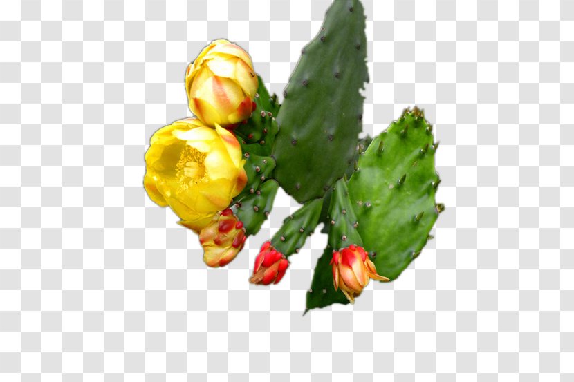 Cactaceae Succulent Plant Google Images Flower - Cactus Yellow Flowers Transparent PNG