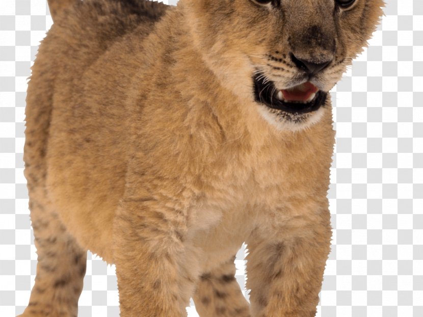 Lion King - Snout - Fawn Whiskers Transparent PNG