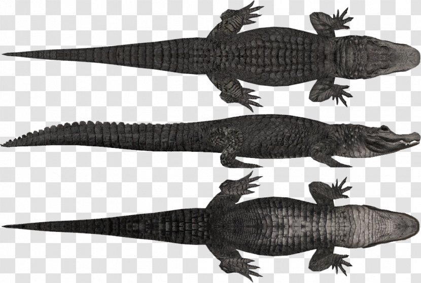 Dwarf Crocodile Zoo Tycoon 2: Dino Danger Pack Chinese Alligator - Orinoco Transparent PNG