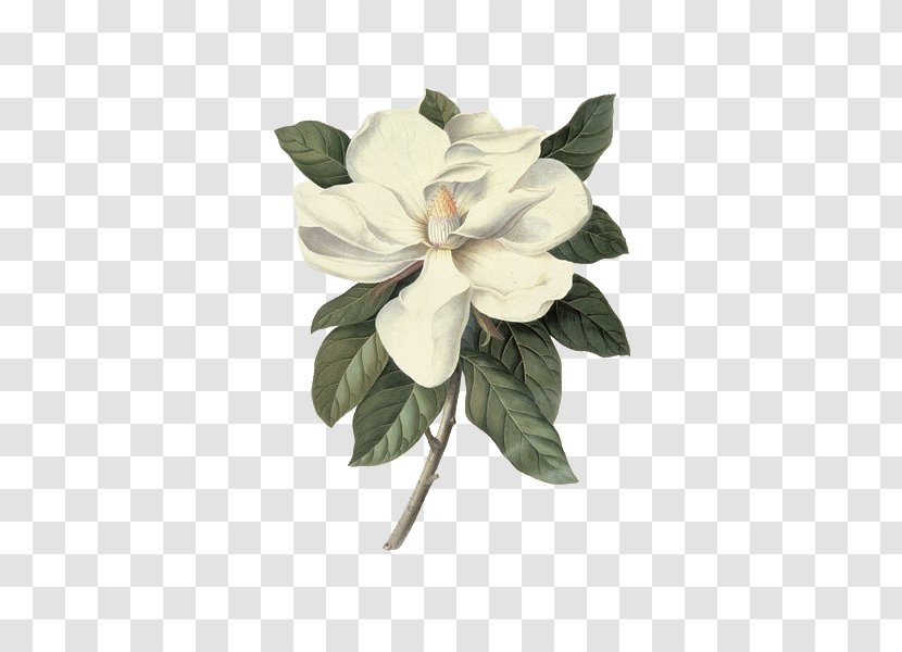 Victoria And Albert Museum Southern Magnolia Botanical Illustration Botany Painting - Floral Design - Peony Transparent PNG
