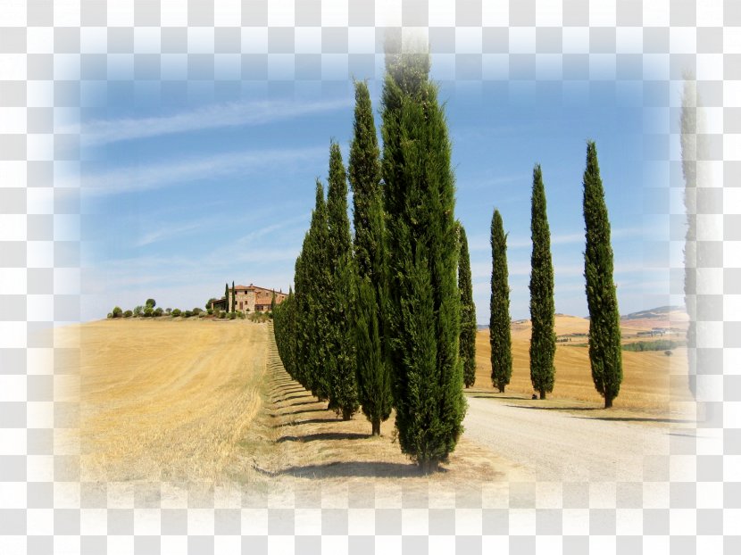 Mediterranean Cypress Tuscany Evergreen Tree Conifers Transparent PNG