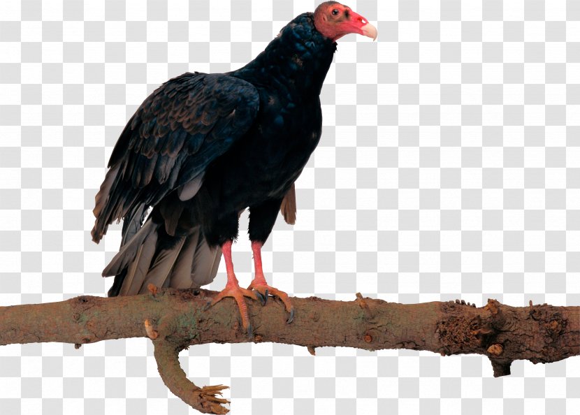 Bird Egyptian Vulture Eagle Hawk Transparent PNG
