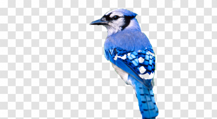 Bird Blue Jay Blue Jay Beak Transparent PNG