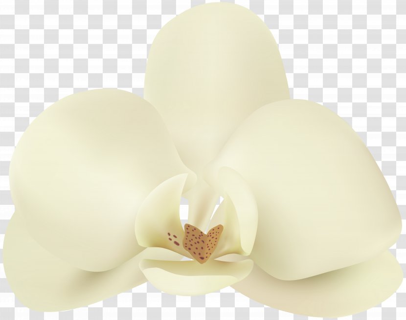 Lighting - Vanilla Flower Clip Art Image Transparent PNG