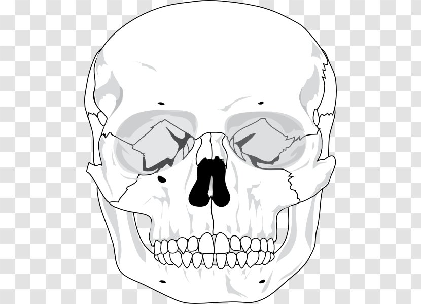 Clip Art Skull Vector Graphics Human Skeleton - Head - Profile Transparent PNG