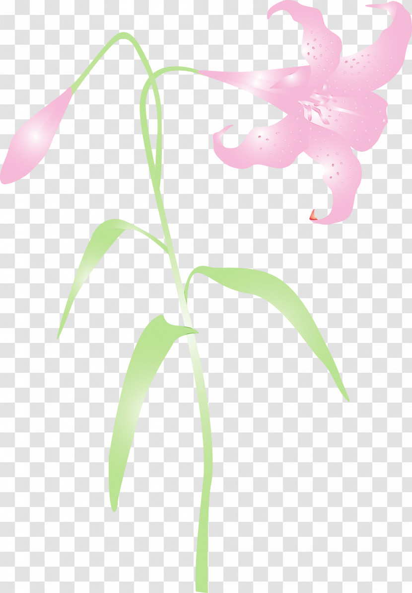 Flower Plant Pink Leaf Plant Stem Transparent PNG