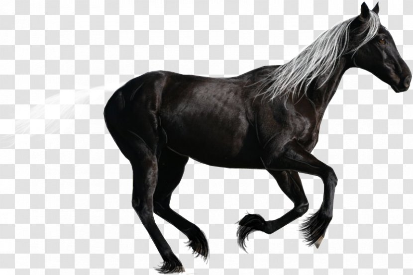 Canadian Horse Standardbred Arabian Breyer Animal Creations Stallion - Like Mammal - Dark Transparent PNG