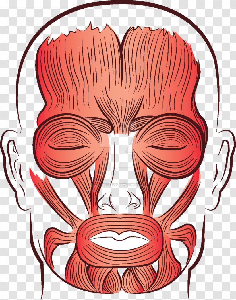 Muscle Ear Drawing Face Cheek - Cartoon Transparent PNG