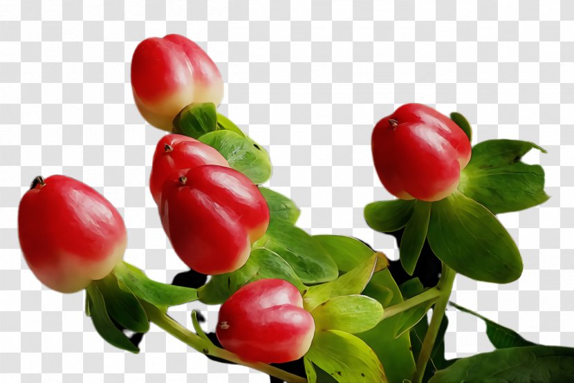 Flowering Plant Flower Fruit Lingonberry - Bud - Natural Foods Berry Transparent PNG