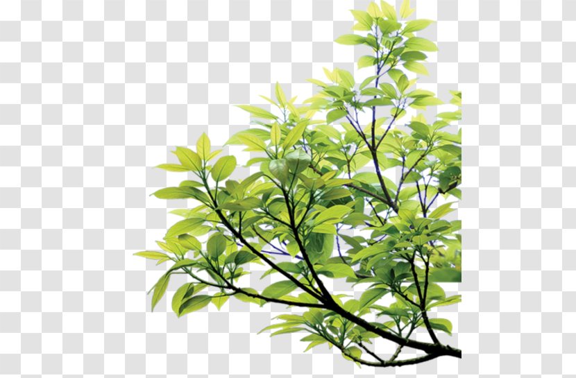 Green Leaf - Plant Stem Transparent PNG