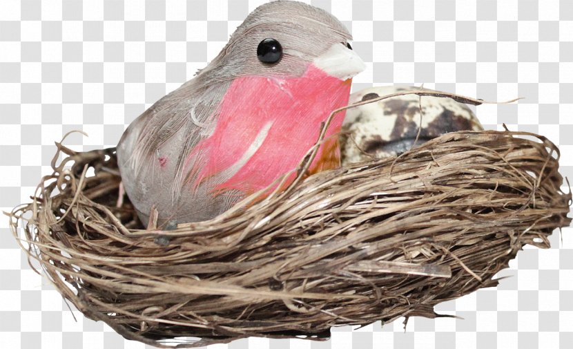 Edible Bird's Nest Bird Portable Network Graphics Clip Art Transparent PNG